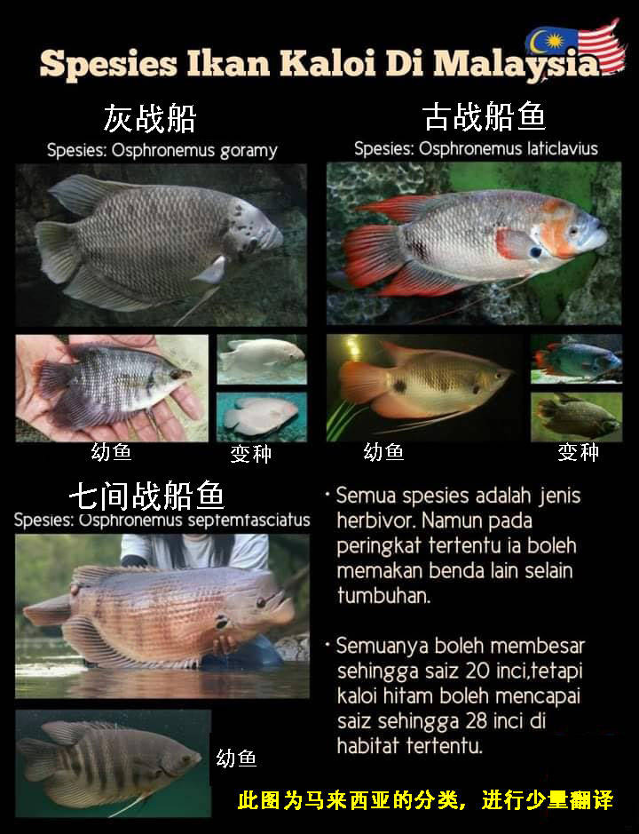 战船鱼有几种颜色?_giant_体表_加雷