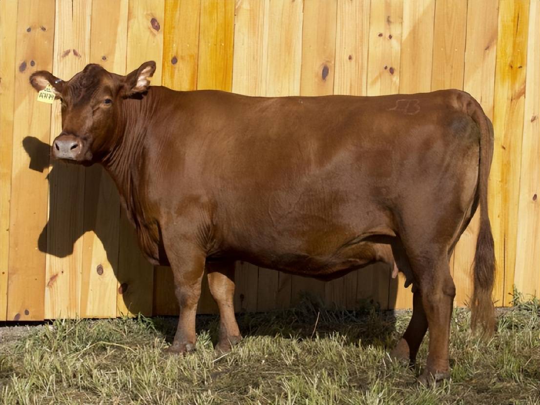 海外牛肉行情要反弹美国活牛交易价格创三周新高