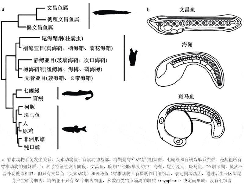 七鳃鳗的生殖系统图片