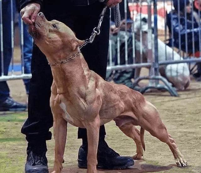 肌肉犬排名图片