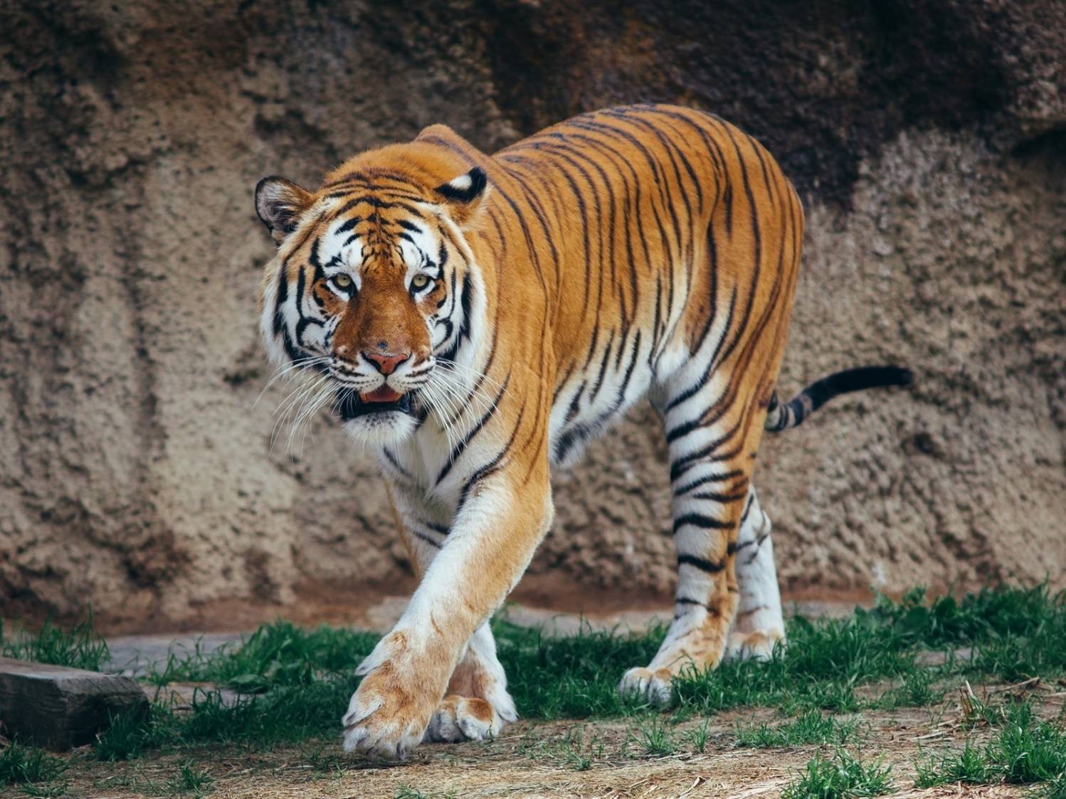 老虎向你扑来哪种做法能保命原地不动转身逃跑英勇反抗