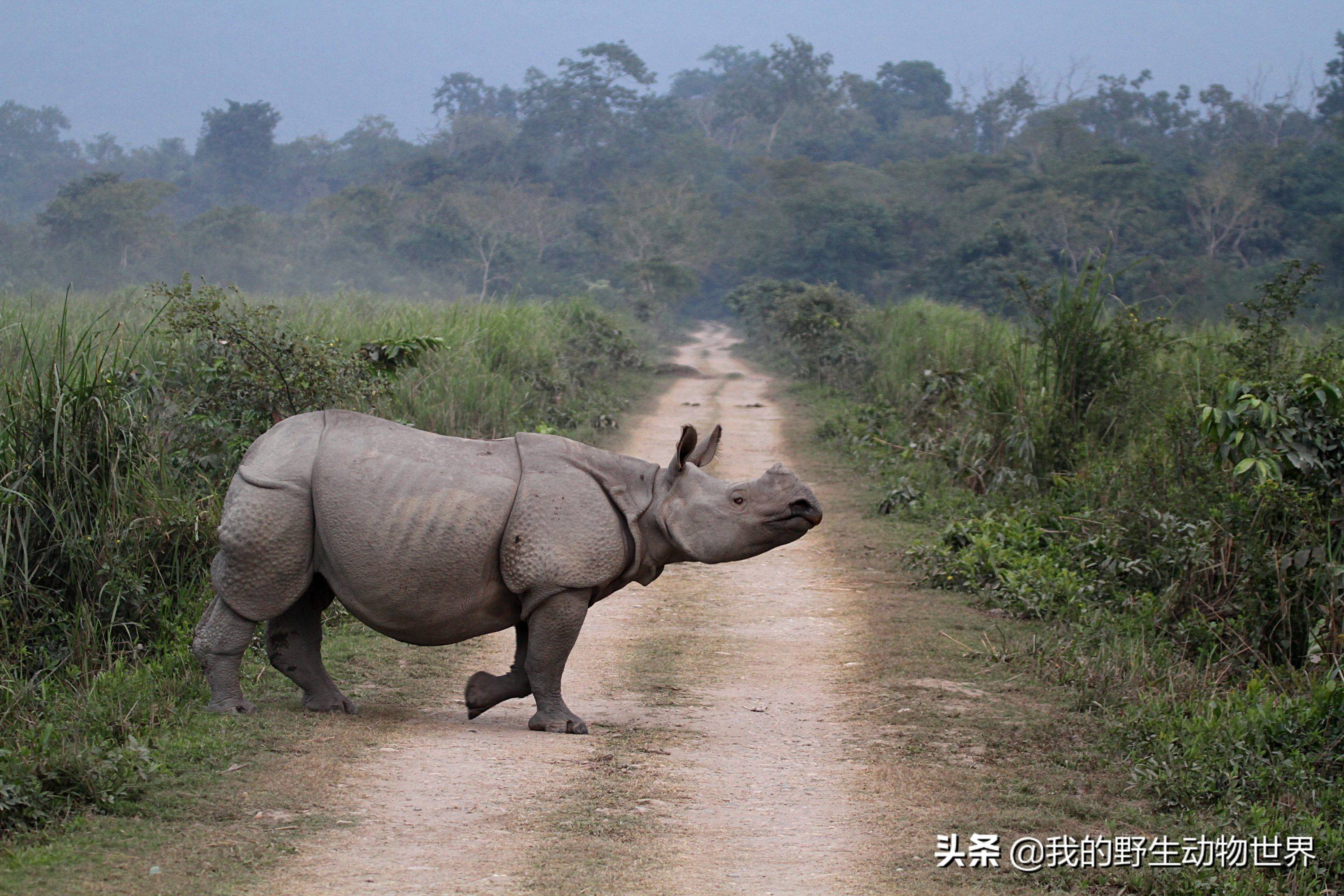 印度重甲独角兽不惧怕亚洲象和孟加拉虎雄性会品尝雌性粪便
