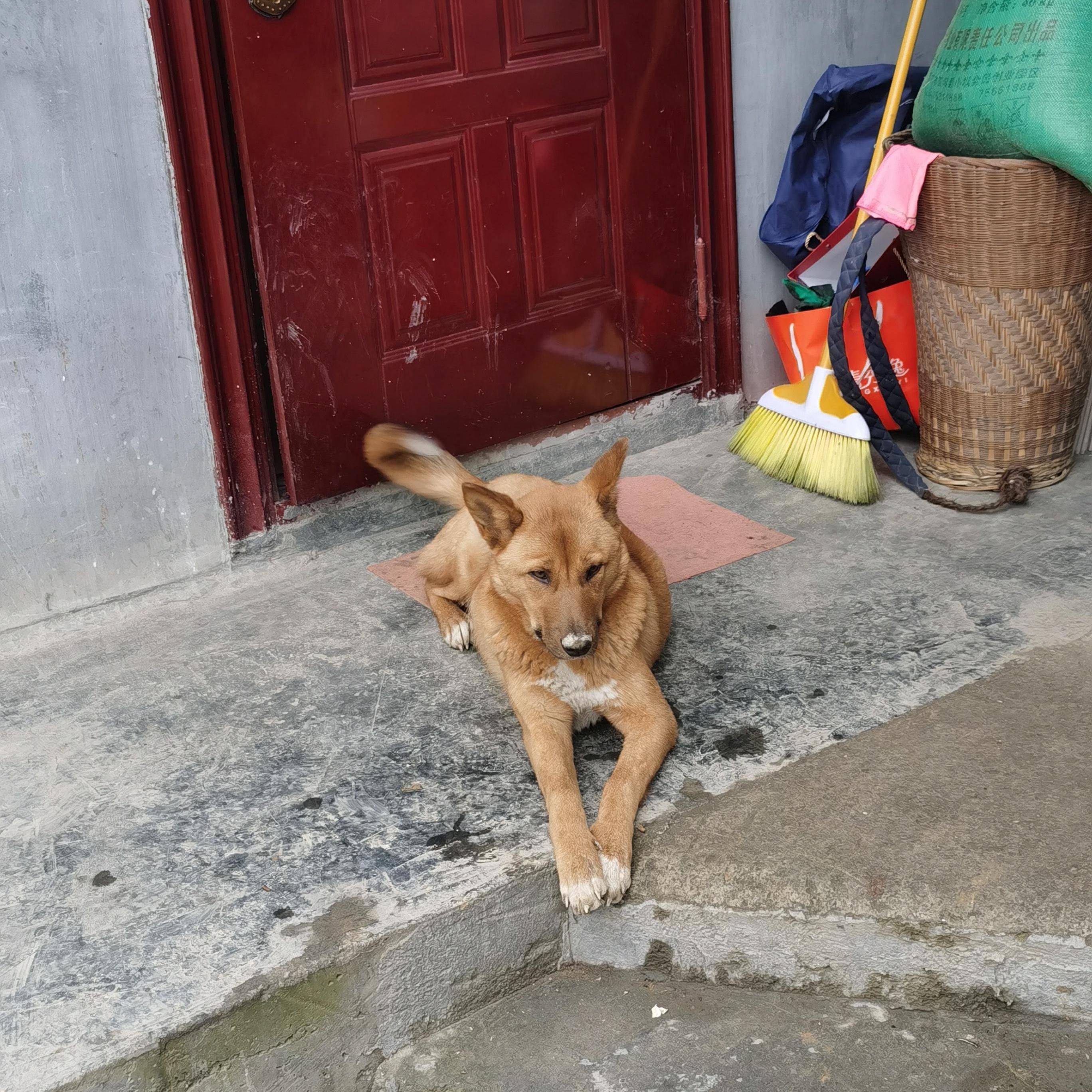 村里的土狗惨遭狗贩子的毒手,我后悔没有保护好它