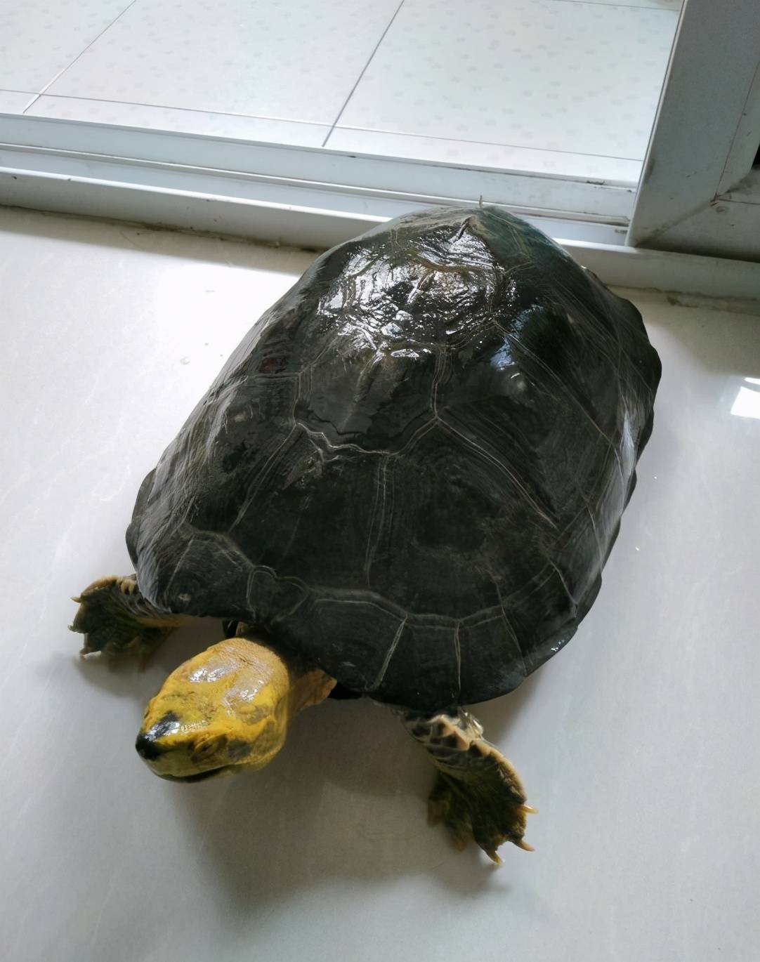 原创庙龟你又了解多少关于它的秘密呢