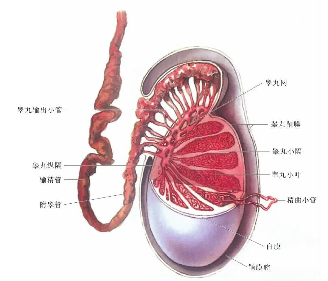 无精子症的生育之路