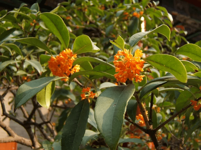 祝考生蟾宫折桂的 桂 和吴刚伐桂的 桂 是一回事吗 今天一次说清 肉桂 植物 月桂树