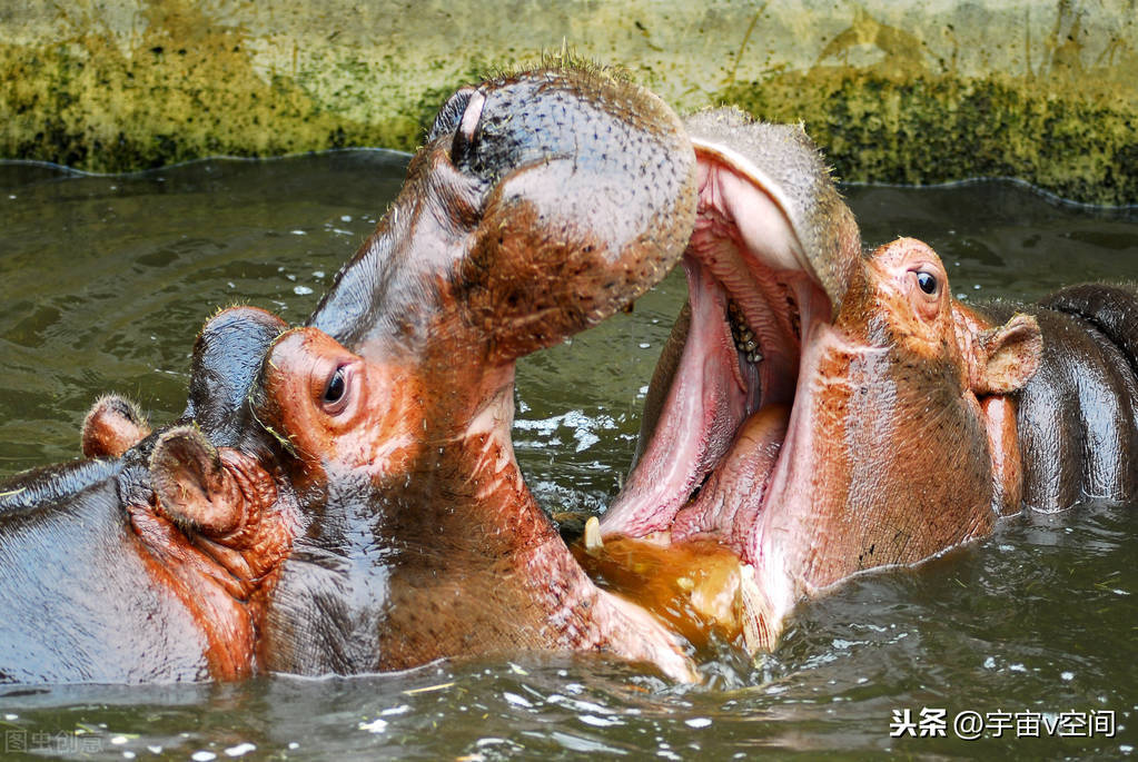 河马大战尼罗鳄!谁才是水中的"真正霸主"_鳄鱼_陆地上_动物