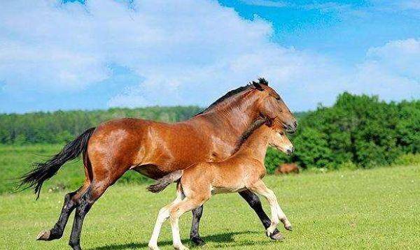 原创生肖马:十马九不全,1978年属马人的晚年命运,42岁后什么命?