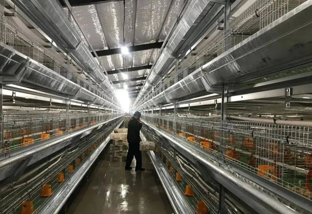 8元/斤!温氏国鸡年销量完成率为34%