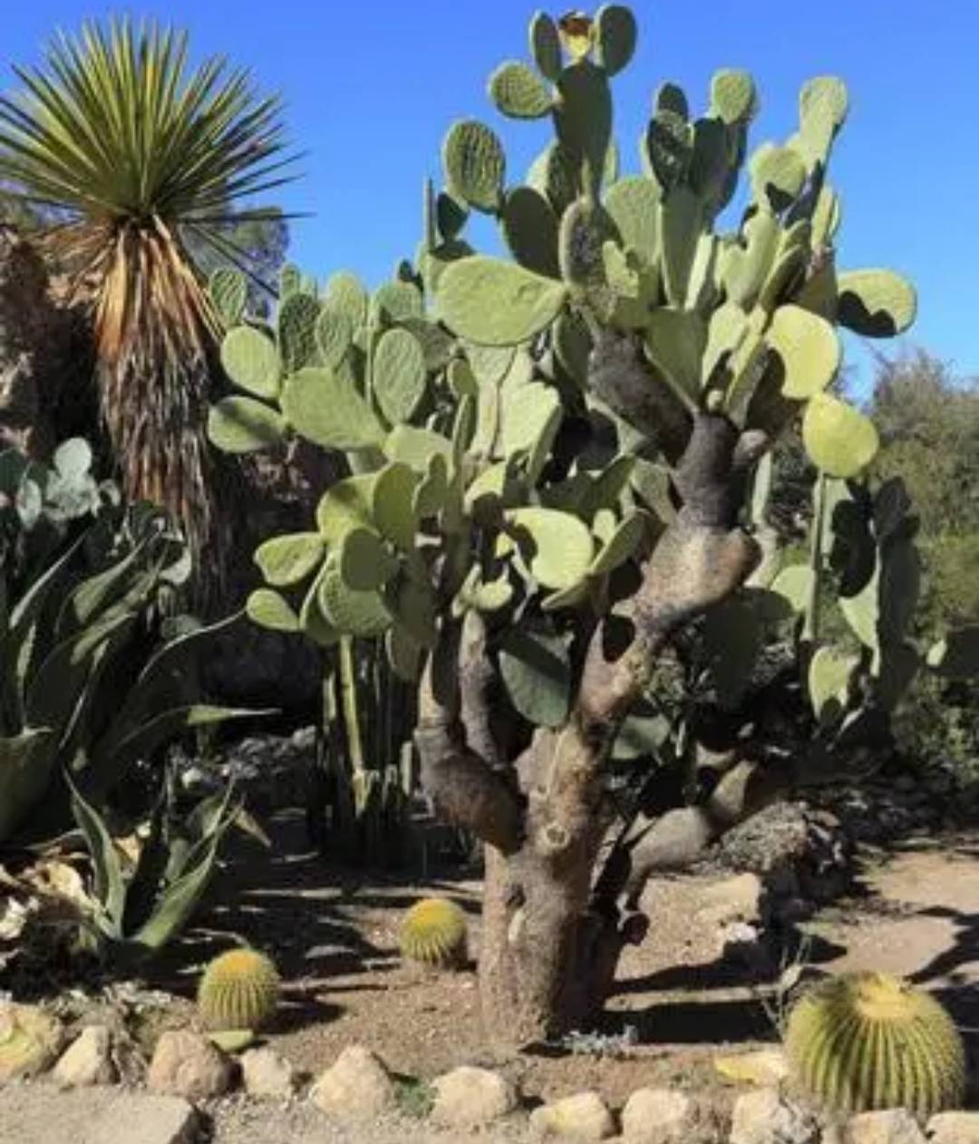 原创仙人掌养上几十年长成大高树开花又结果好壮观