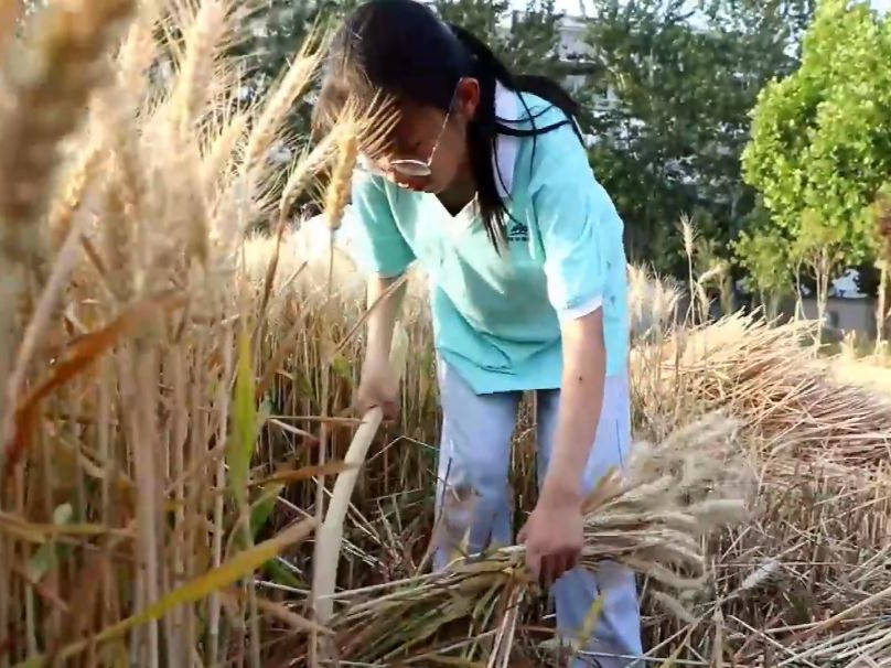 原创麦子熟了山东一位农民兄弟创意新奇花上10元钱体验割麦子