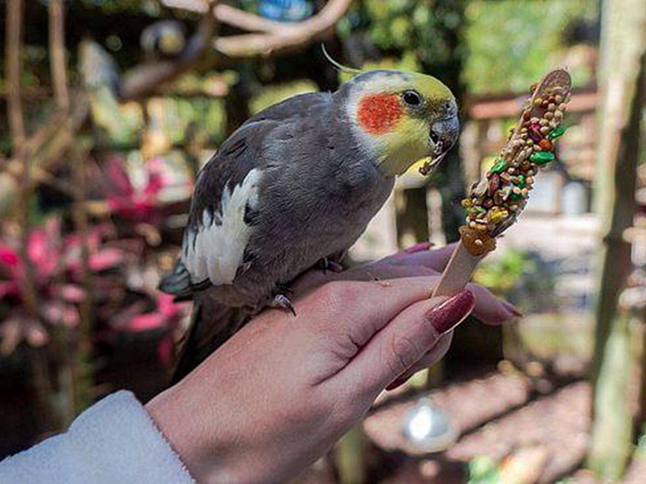 因游客过度投喂西湖鸳鸯被撑死76只禁止投食规定成空文