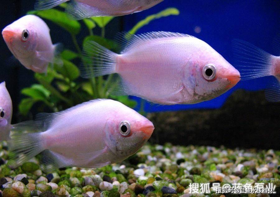 接吻魚為什麼不接吻了