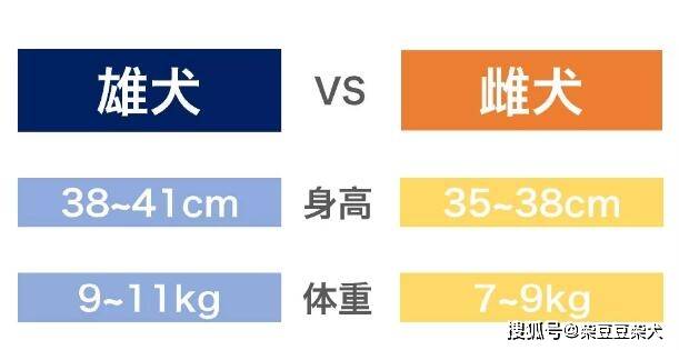 日本柴犬公母长相区别对比图(公柴和母柴的差异)_特征_身体_长度