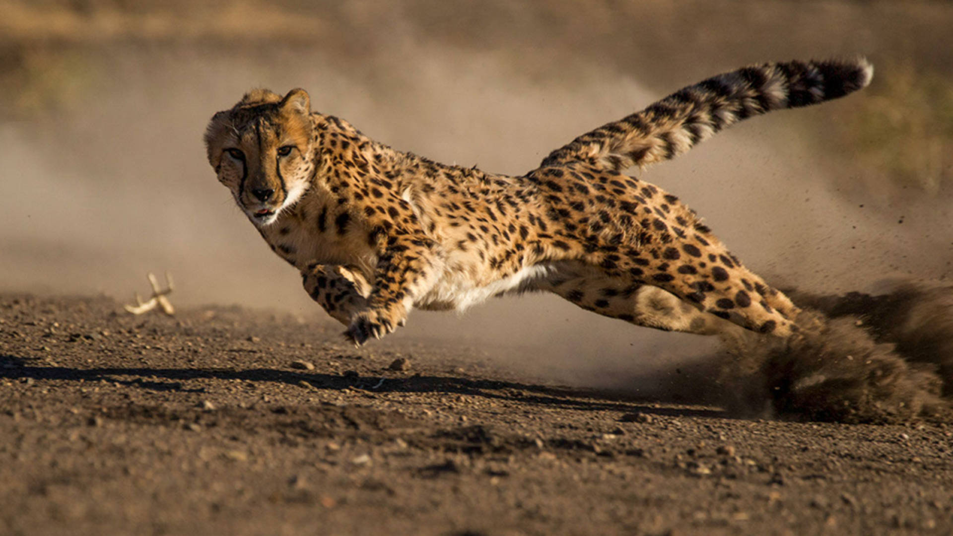 猎豹不仅仅是跑得最快的猫科动物,它们也是陆地上跑得最快的动物