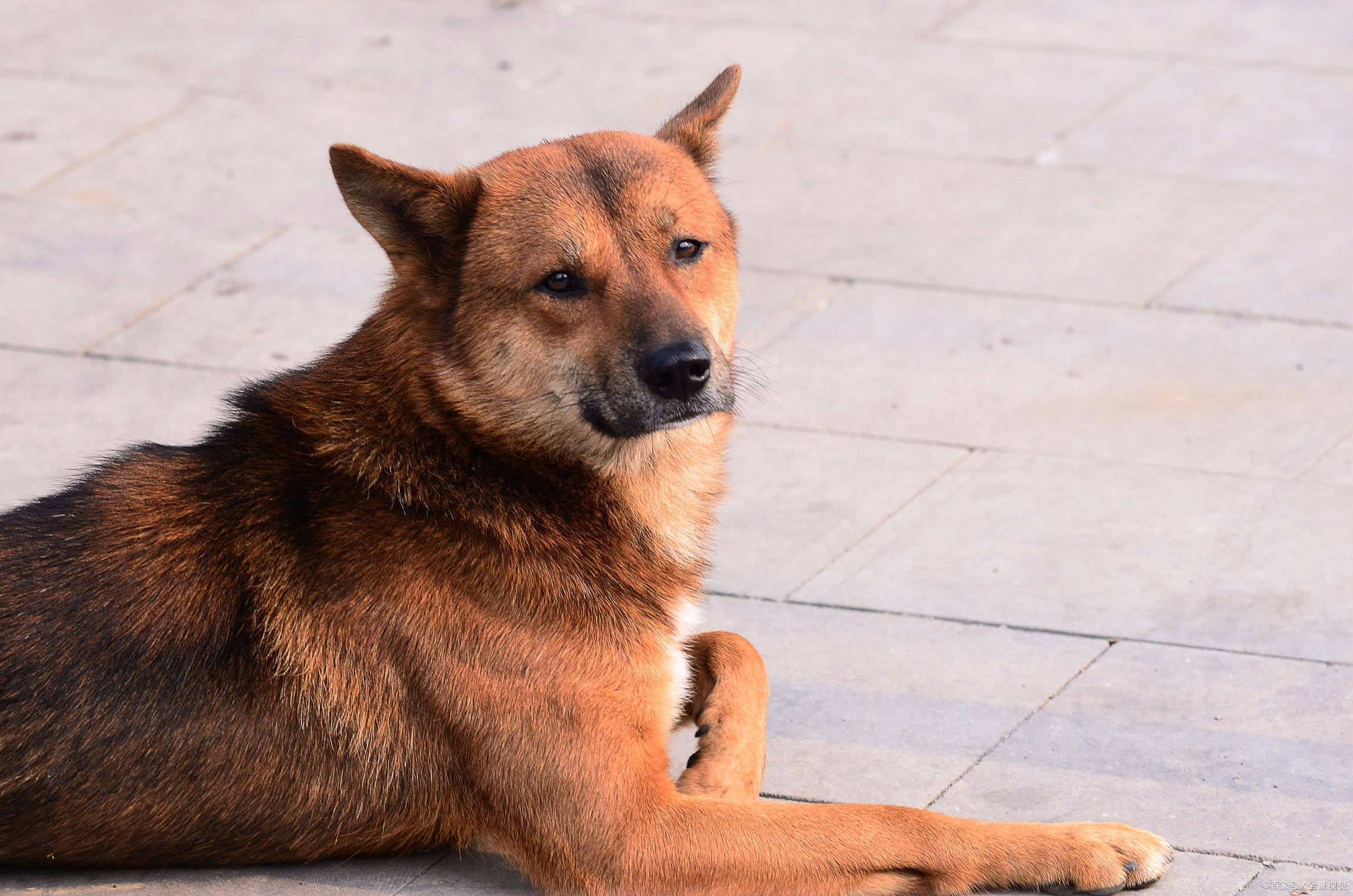 深受大家喜爱又好养5种狗狗,养过的人都说好,你喜欢哪一种?