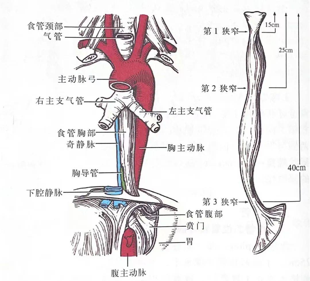 食道分布图高清图图片