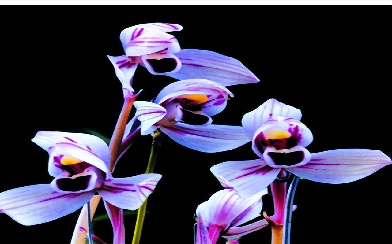老种紫月荷兰花图片图片