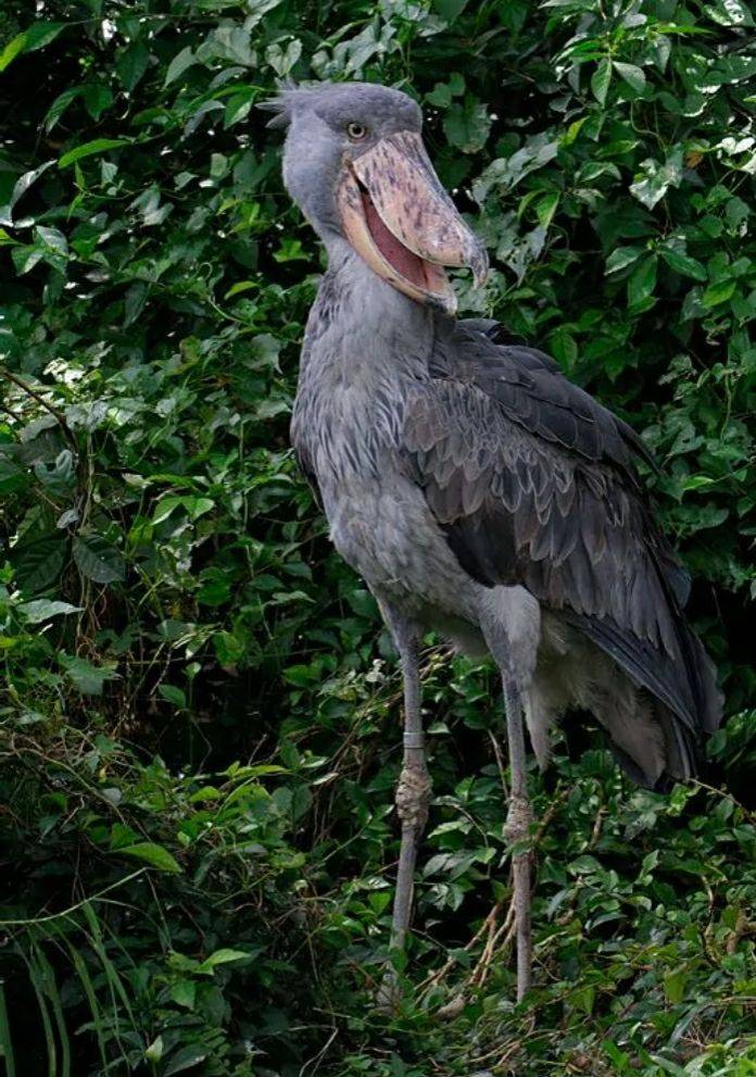 原创稀奇古怪的动物2