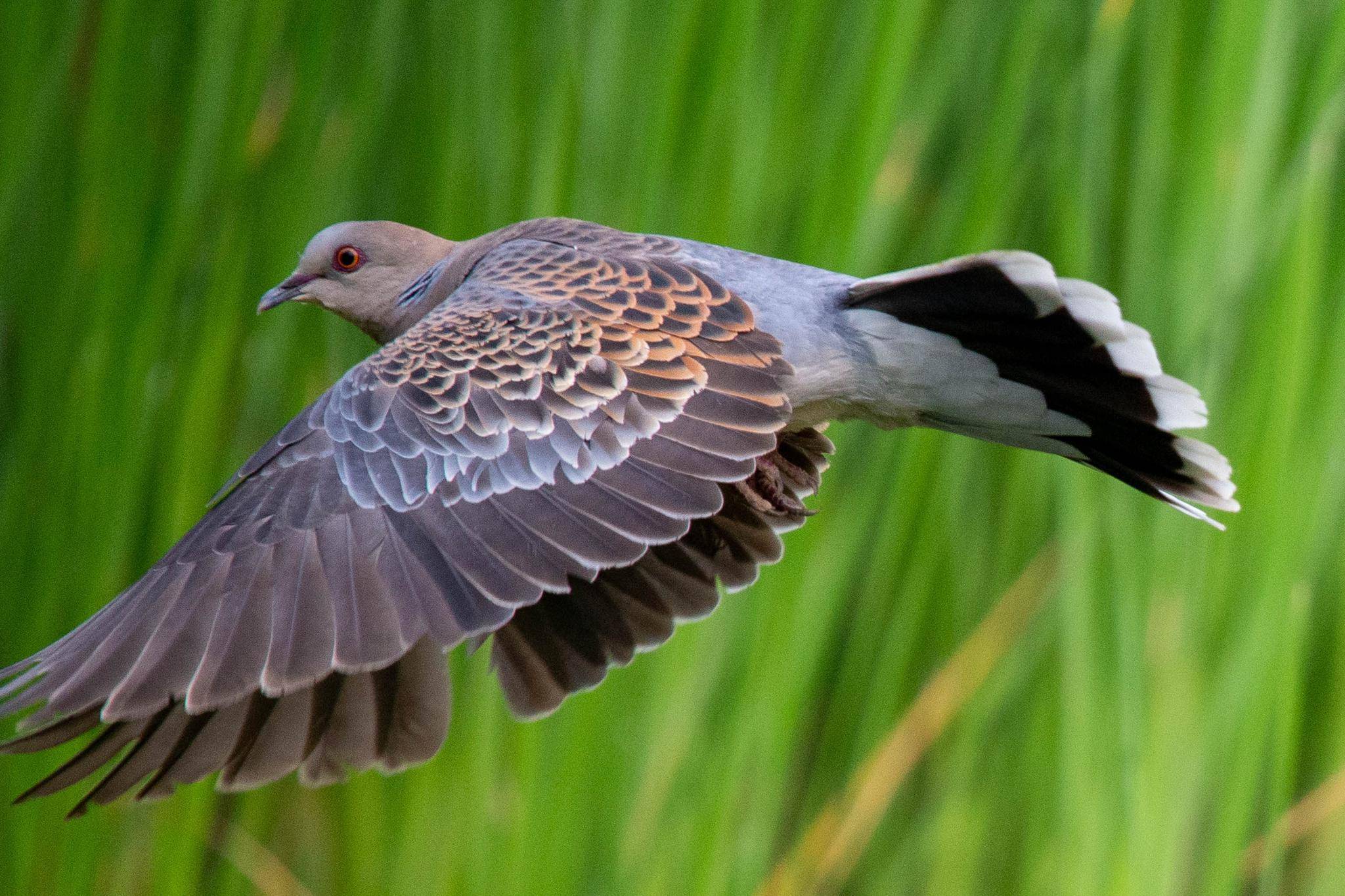 珠颈斑鸠-黄河湿地鸟类-图片
