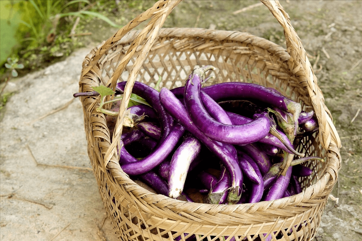 同样是茄子 圆茄 长茄 矮茄大不相同 买时不出错 茄子更美味 来点 豆角 辣椒