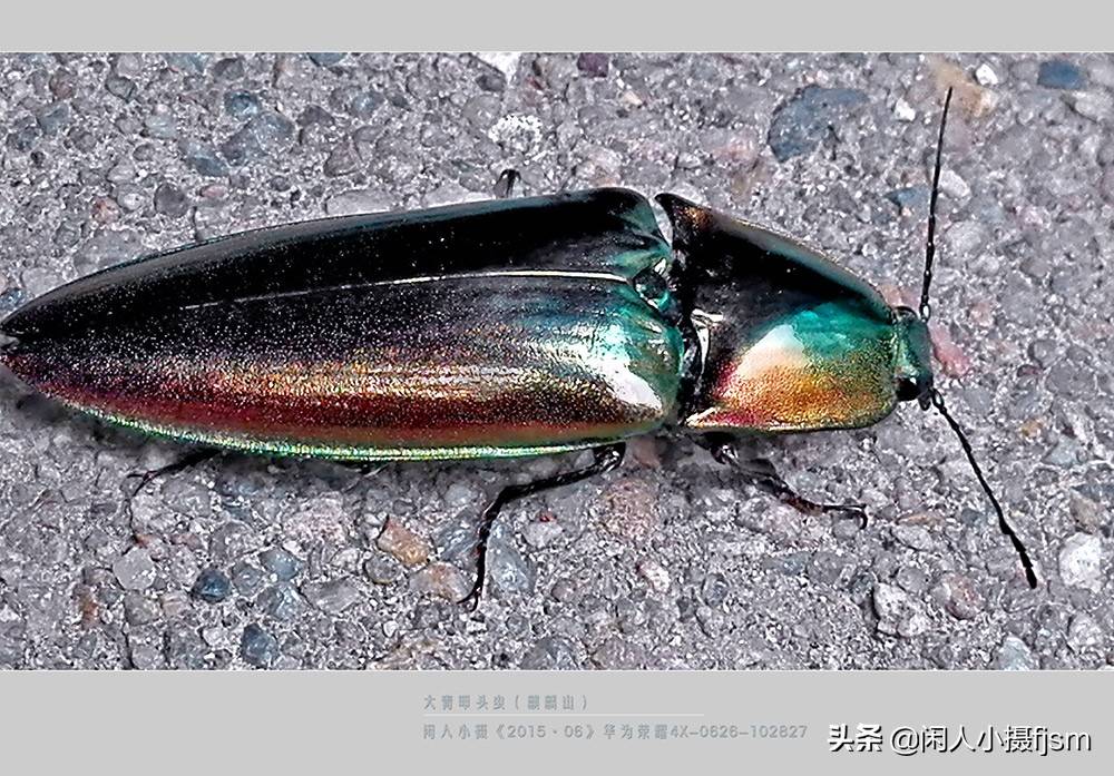 原创你见过吗叩头虫据说用手指按住虫身腹部时它会做出叩头状