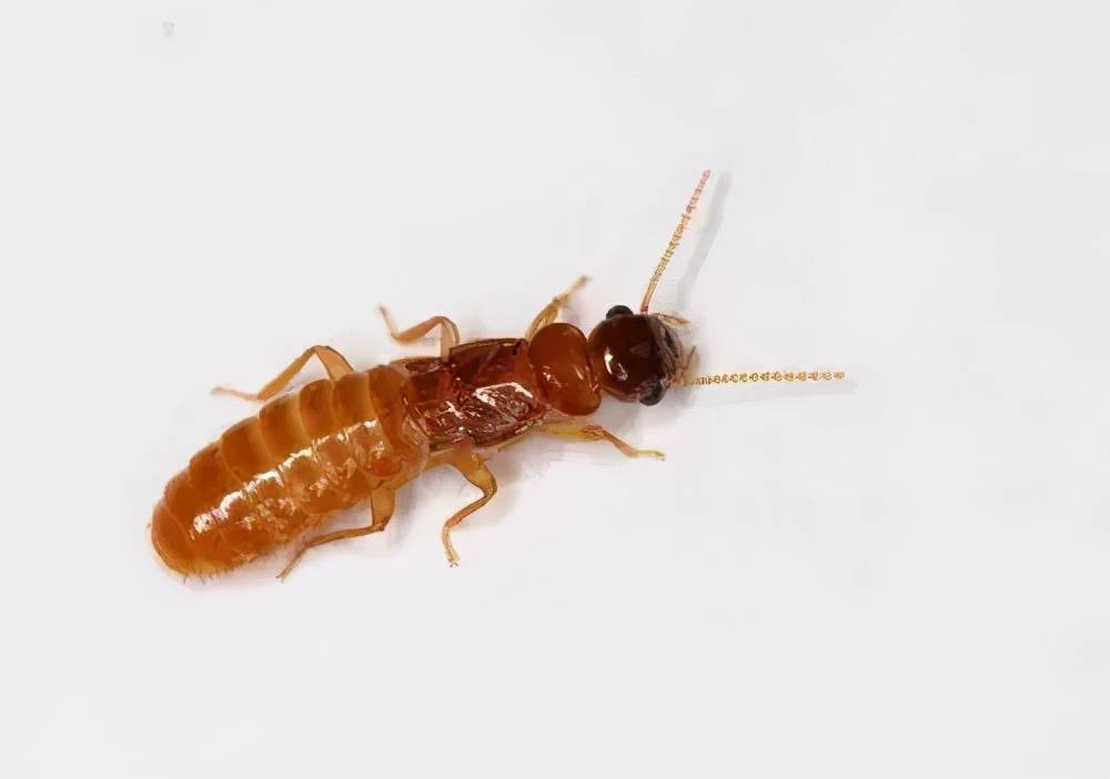 涨水蛾子居然是啃木头的白蚁