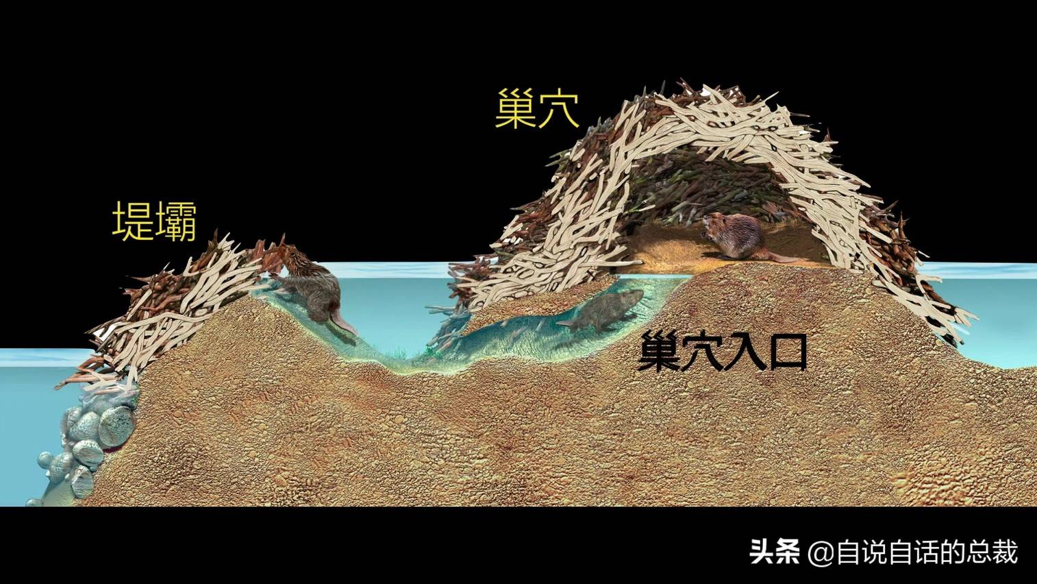 修完坝以后,河狸还会给自己修一个小岛一样的巢穴,这个巢穴可以通风