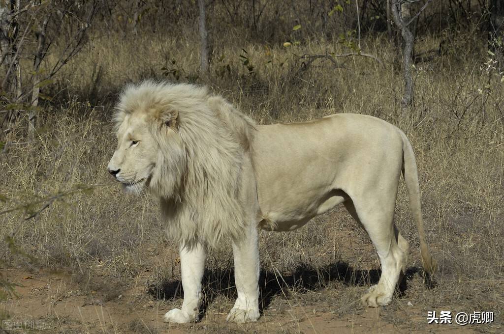 原创印度狮子感染新冠中国黑虎与白虎能否无恙白狮黑豹稀有的真相