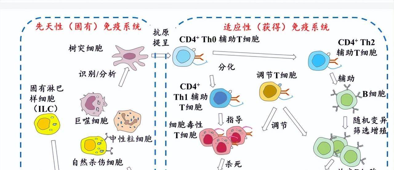 免疫系统不再需要三天两头的就对体内的有害细胞发动进攻，我们整个身体