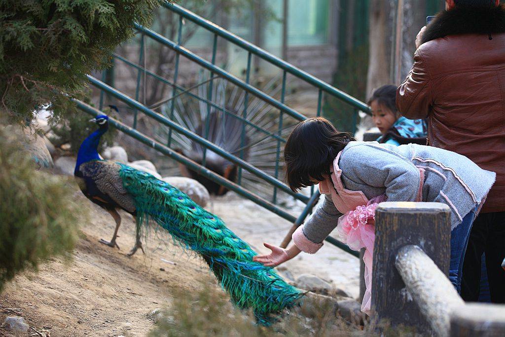 山东德州动物园女子跳进鸵鸟区偷蛋,有多危险?