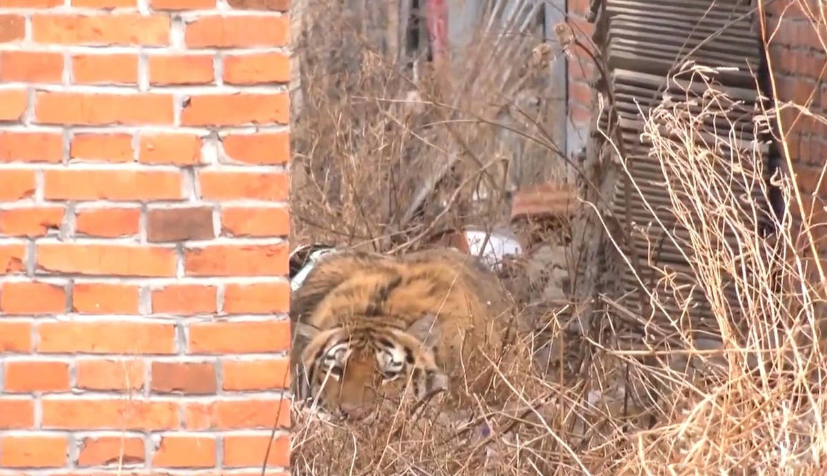 原创从印度频现食人豹的事件来看杭州出逃的豹子一定要找到