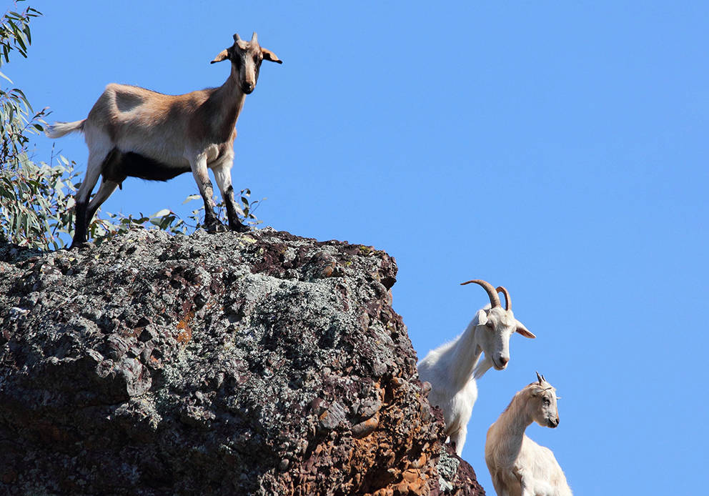 澳大利亚山羊泛滥,花费7万美元仅仅消灭459只,在我国却不够吃_澳洲