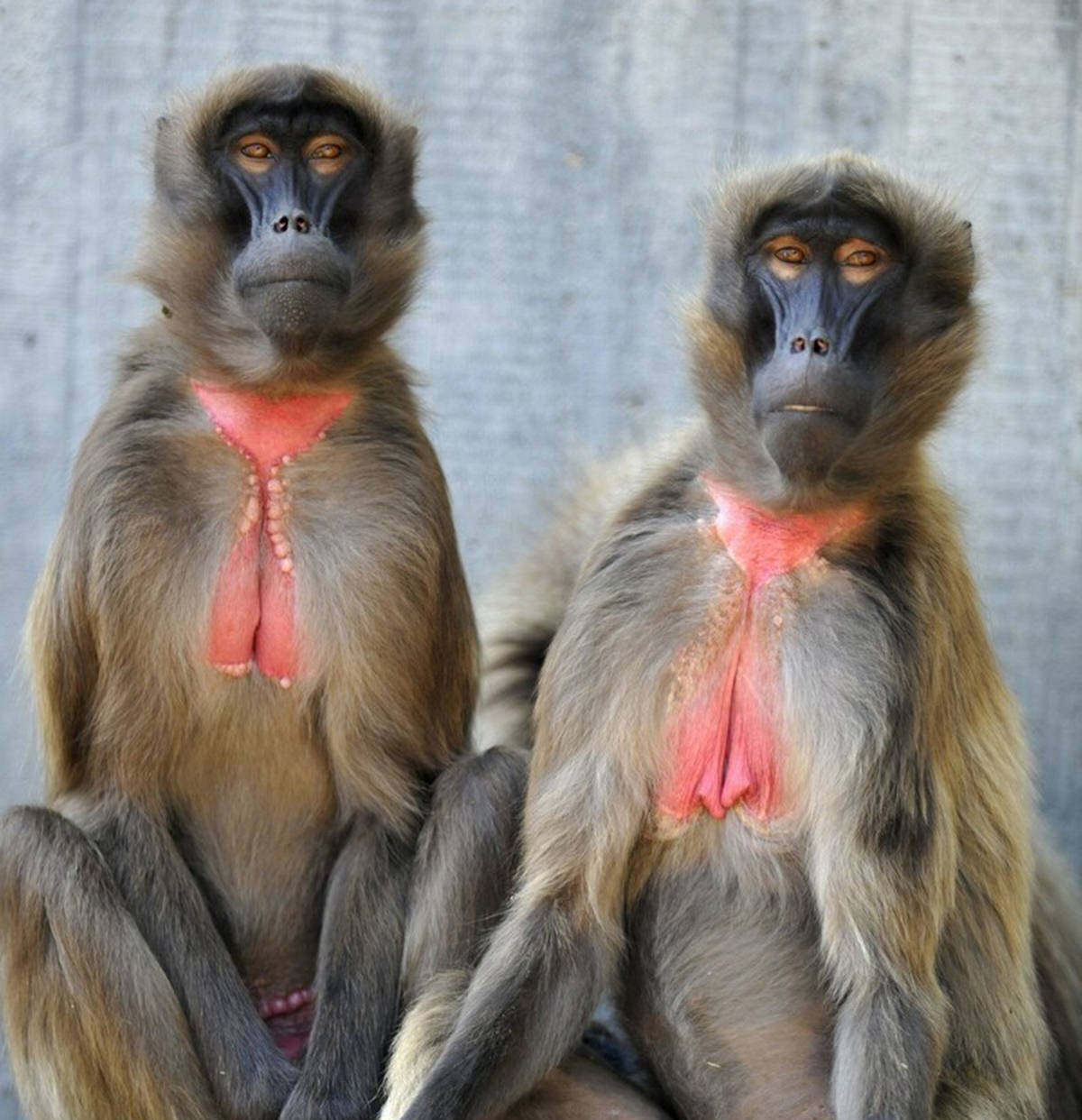 狮尾狒:山之灵猴,食草却高原称王,在其领地内,鬣