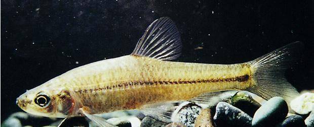 花石鲫,它不是鲫鱼,在名气上面和鲫鱼也不是一个级别的,颜色外观特别