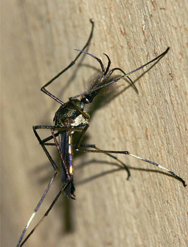 世界上最大的蚊子金腹巨蚊体长约30mm