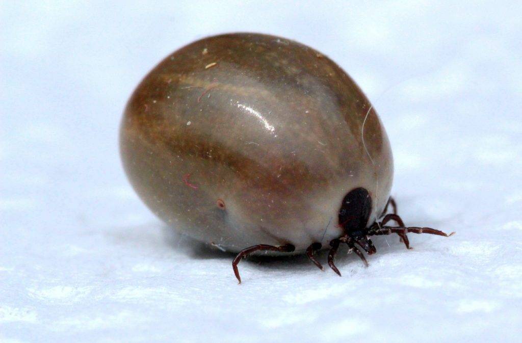 原创一只小虫把人咬进了icu蜱虫是什么它为啥这么厉害