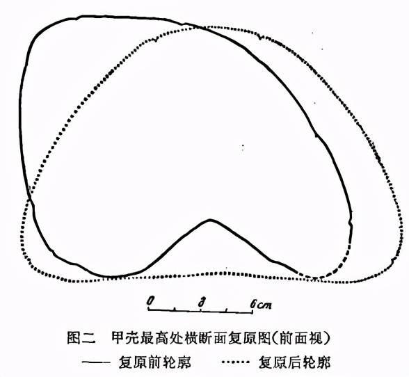 山西石樓縣發現一超大陸龜化石十分罕見_標本_紅土_甲殼