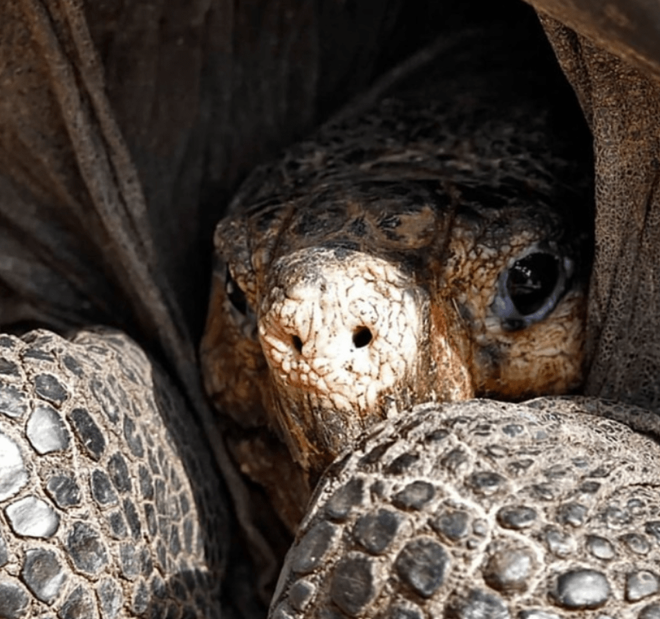灭绝100多年神奇巨龟重现地球野生华南虎还可能出现吗