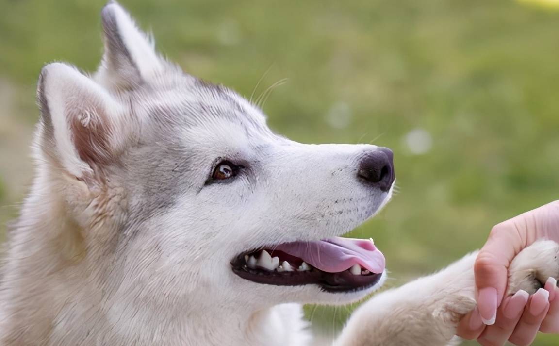 狗狗爪子的几大秘密 一般人都不知道 影响 剪指甲 脚趾