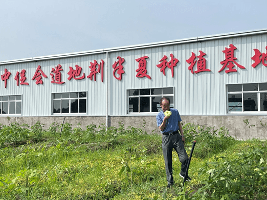 抢救荆半夏振兴大中华