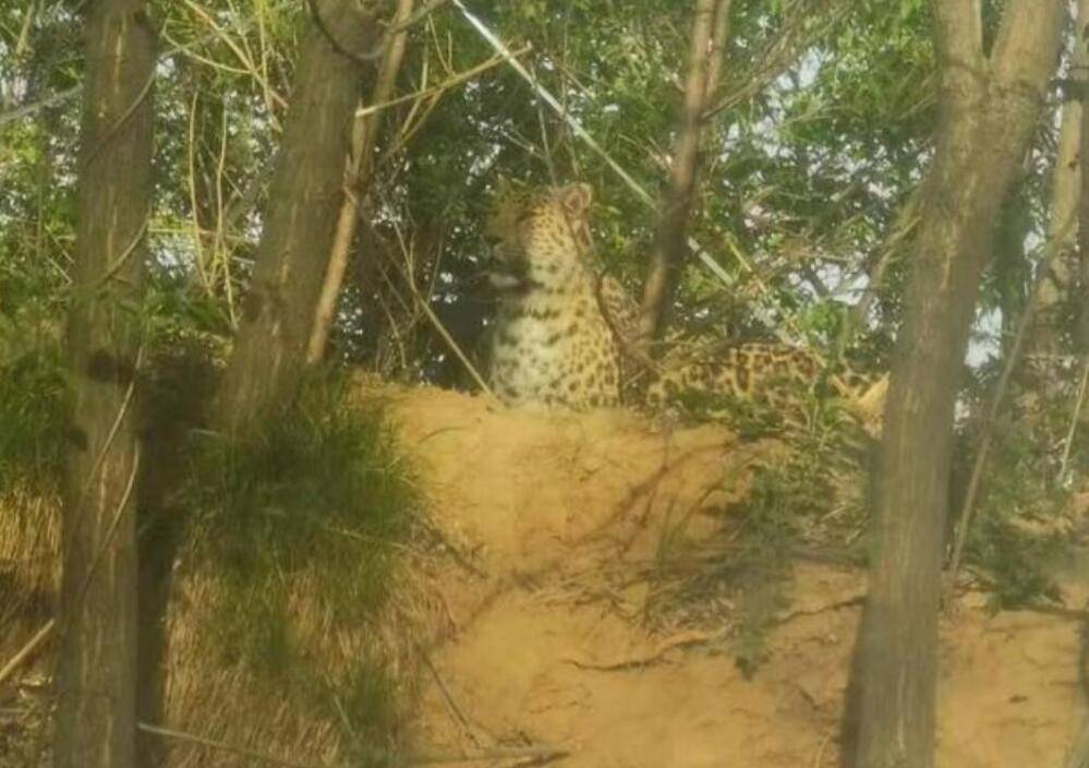 合围逃脱后消失的第3只金钱豹仍未找到去哪儿了能找到吗