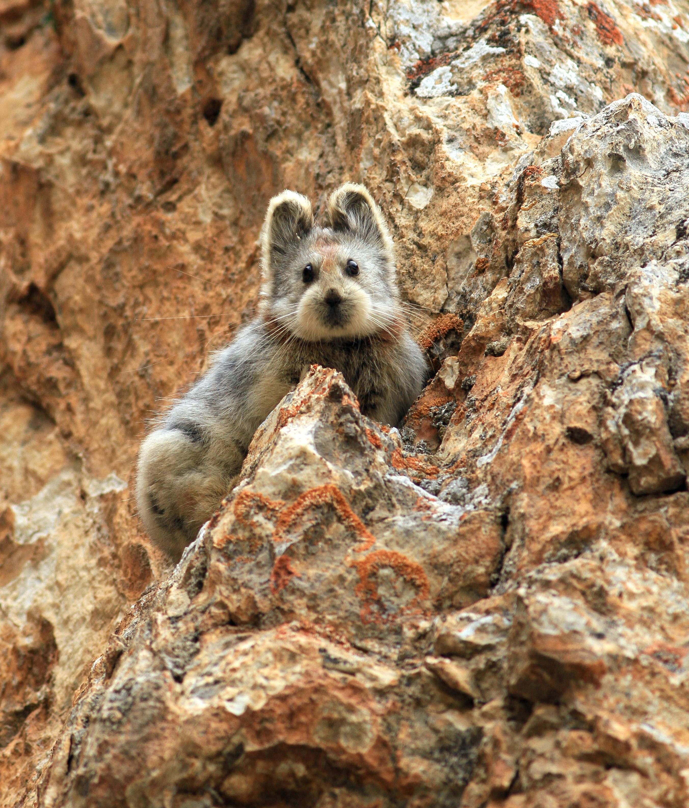 李维东,数十年守护"天山精灵"伊犁鼠兔_新华社_保护_乌鲁木齐