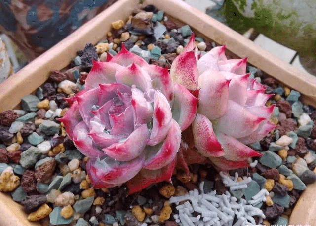 刚开始养多肉 怎么用土 用颗粒土 价格便宜 不积水不烂根 花土 土壤 根系