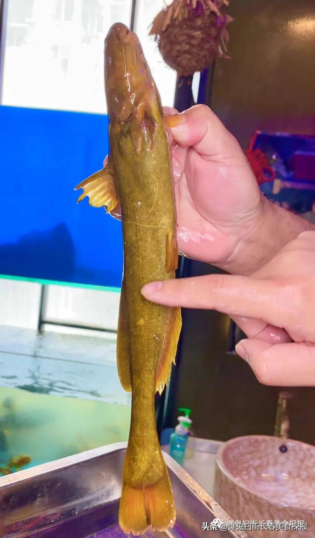 汤汁_胖头鱼_土腥味儿