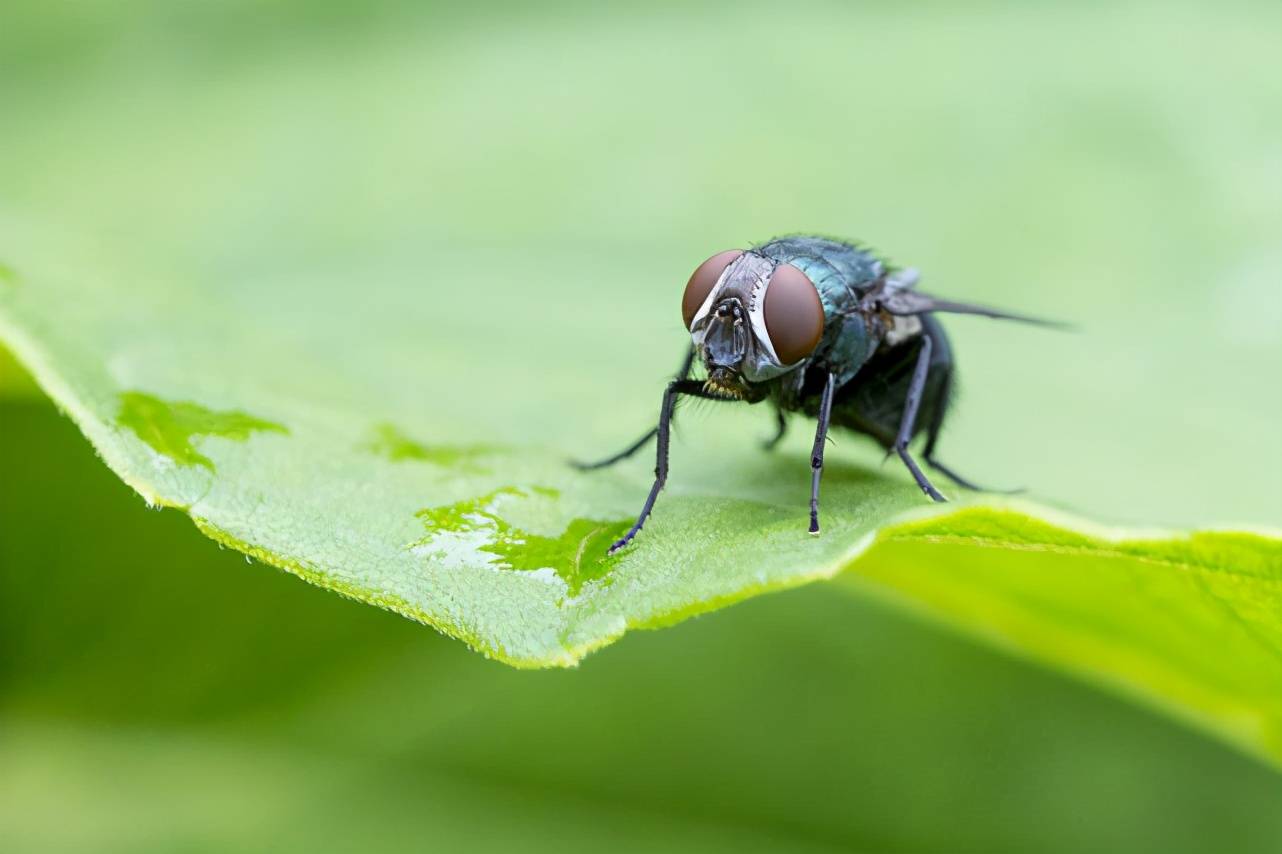 还总在脏地方徘徊,但它其实还不是我们平时接触到的苍蝇中最恶心的