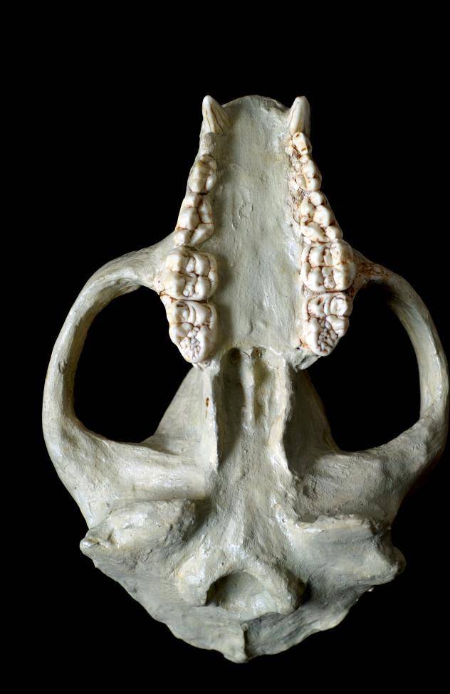 重庆巫山龙骨坡出土的小种大熊猫化石.