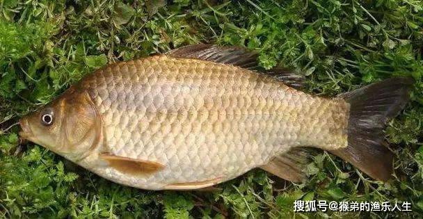 夏季野釣超好用的五款