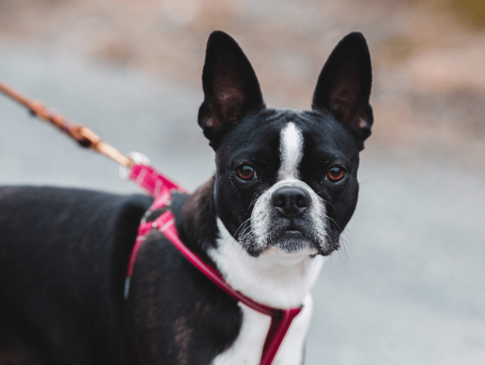 波士顿梗,来自美国的小绅士!_伊奇_爱好者_人类