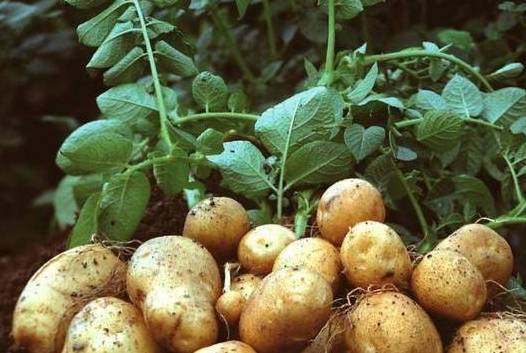农村种的大土豆，想不到土豆可以和中养胃，还能降糖降脂美容养颜